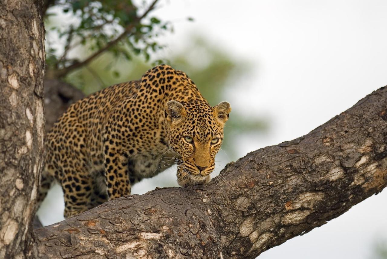 Pondoro Game Lodge Заповідник Балуле Екстер'єр фото