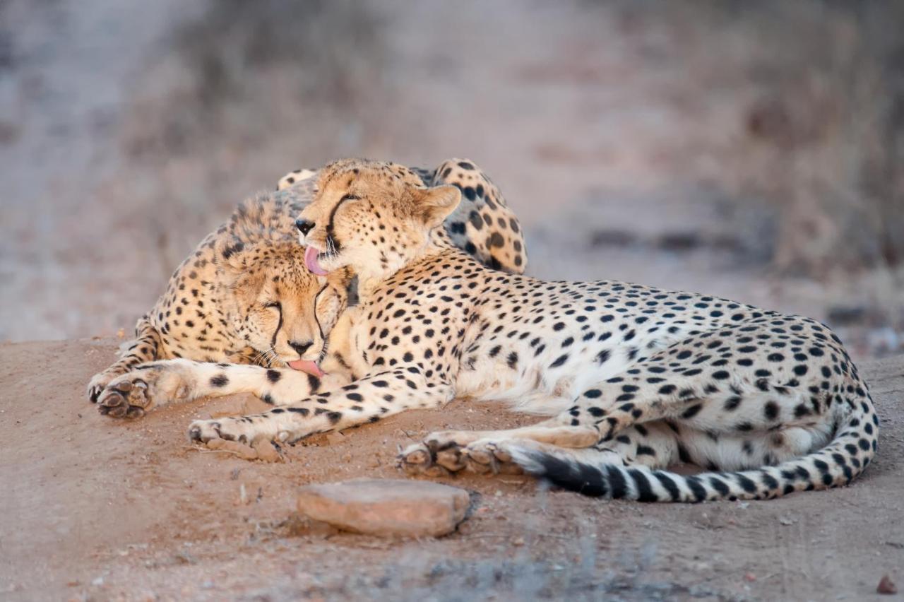 Pondoro Game Lodge Заповідник Балуле Екстер'єр фото