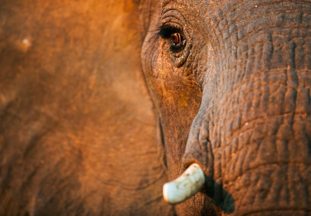 Pondoro Game Lodge Заповідник Балуле Екстер'єр фото