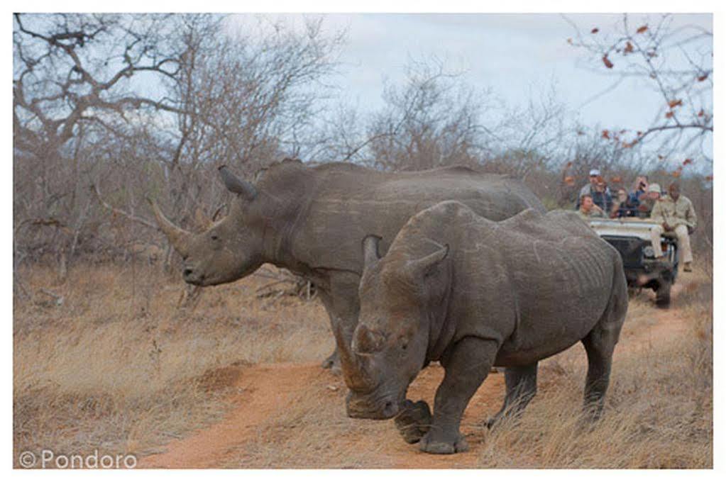 Pondoro Game Lodge Заповідник Балуле Екстер'єр фото